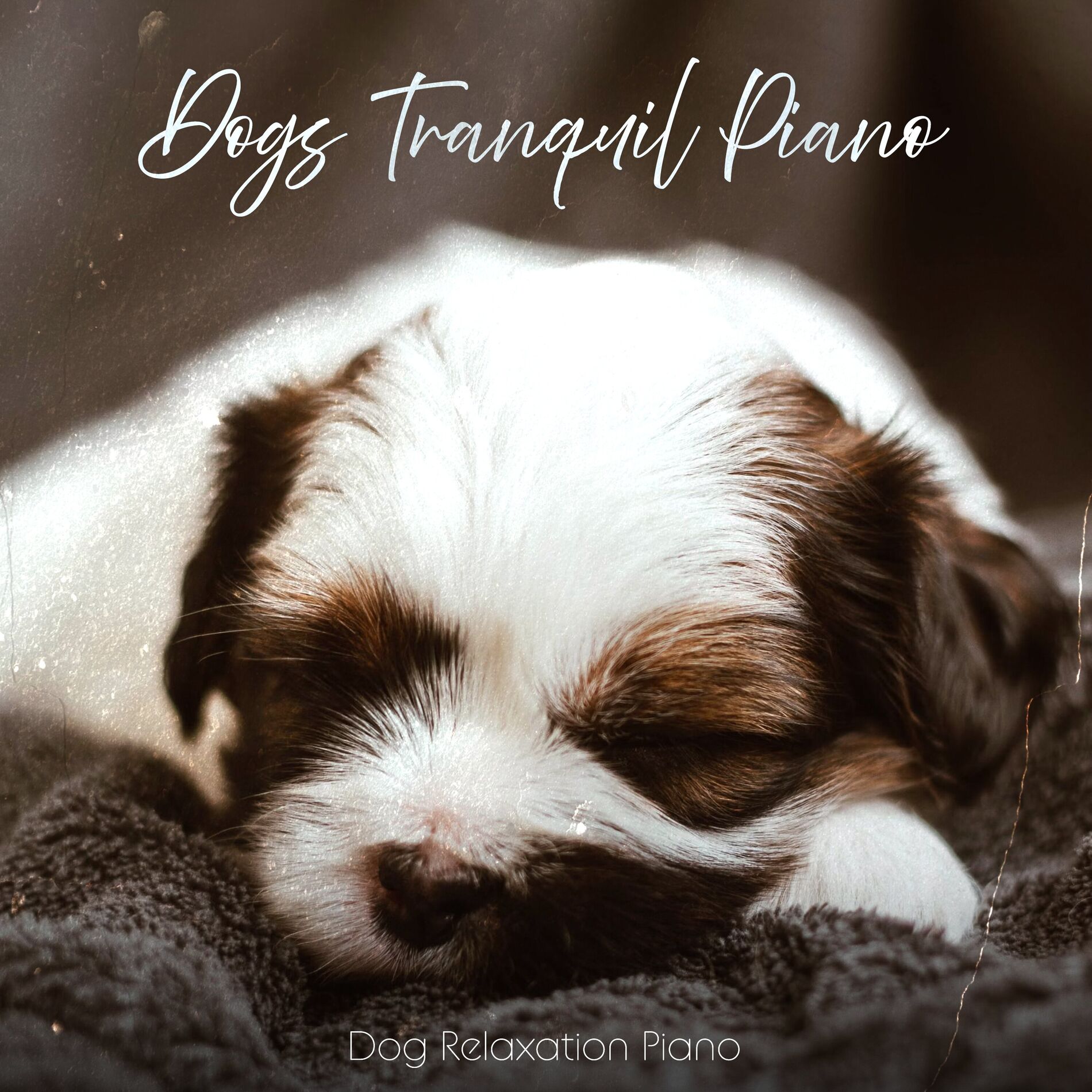 Album cover of Dogs Tranquil Piano
