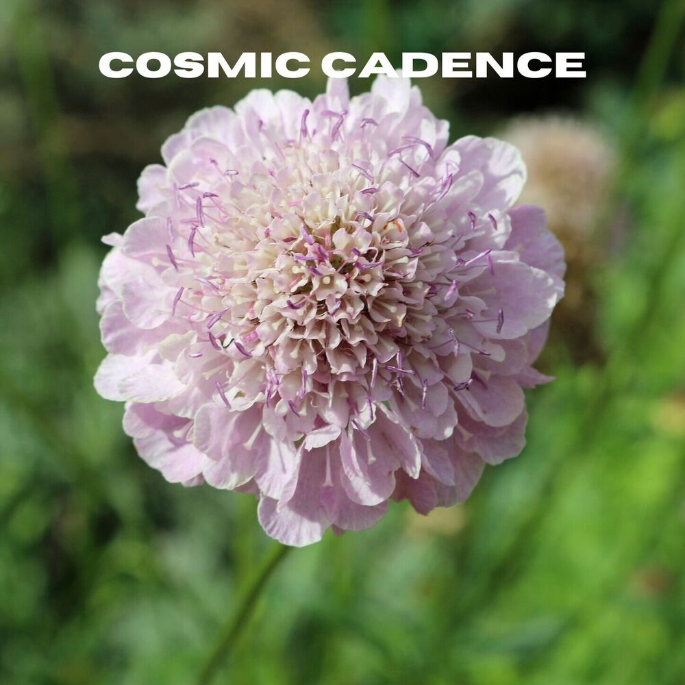Picture of Cosmic Cadence