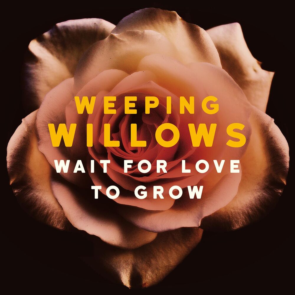 Picture of Wait for Love to Grow