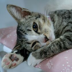 Cover of Fluid Paws and Pianos: Harmony for Restful Cats
