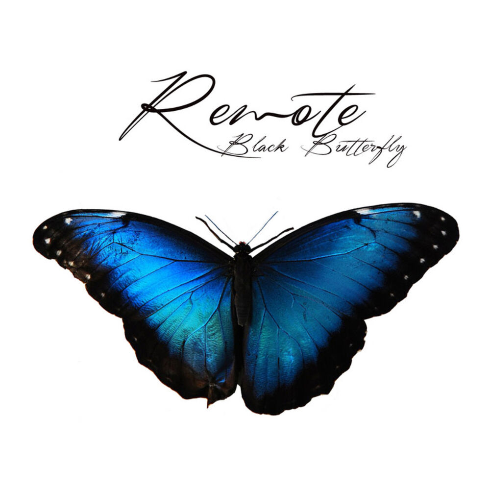Picture of Black Butterfly
