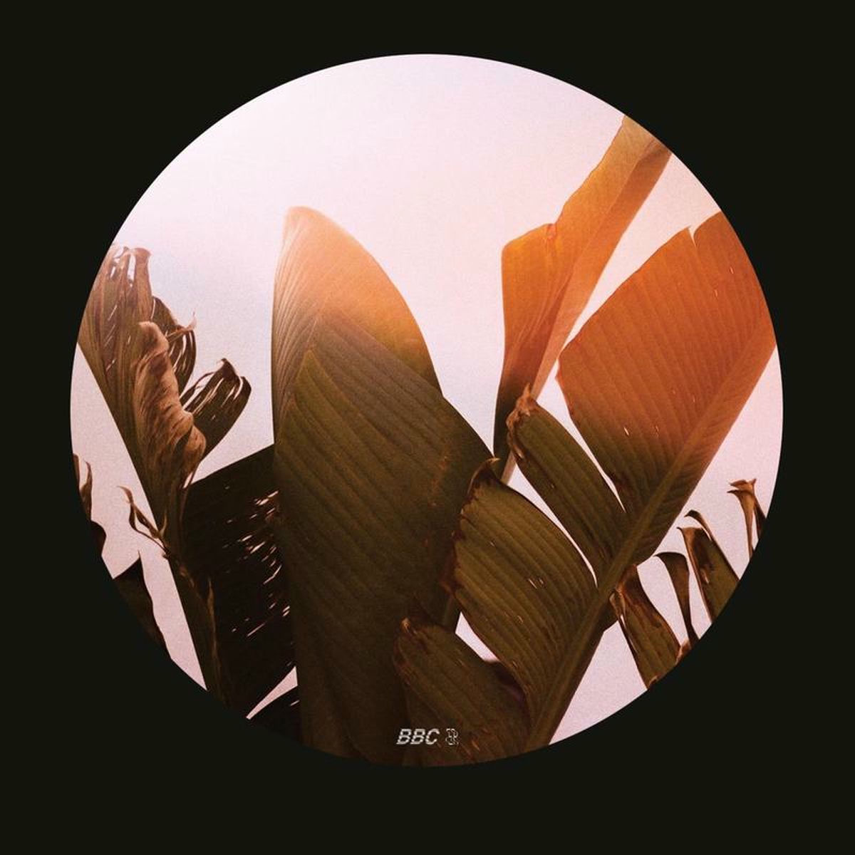 Album cover of Born to Live