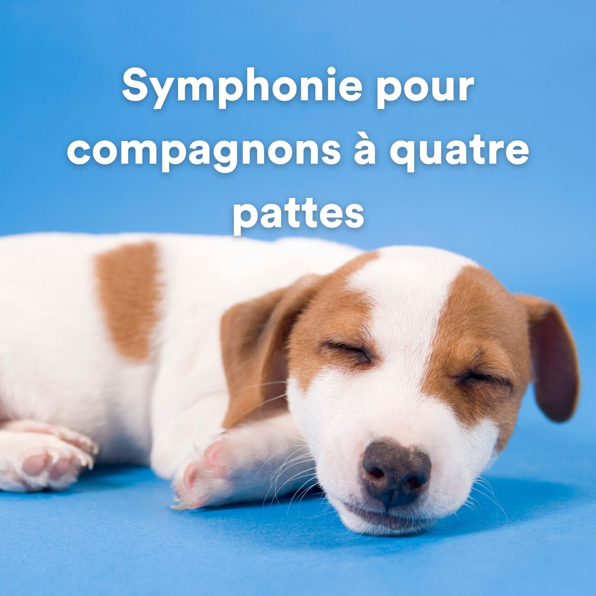 Album cover of Sons du Springer Spaniel
