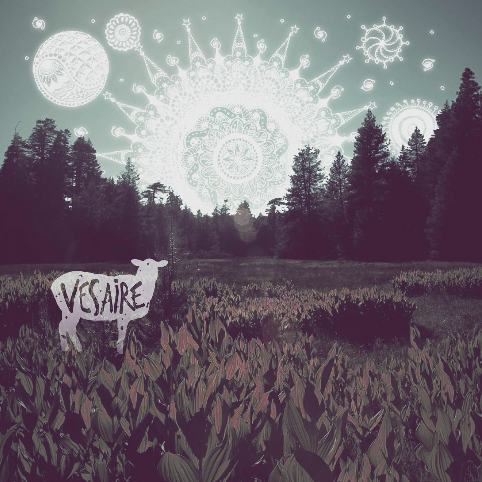 Album cover of Nektarin (Canlı)
