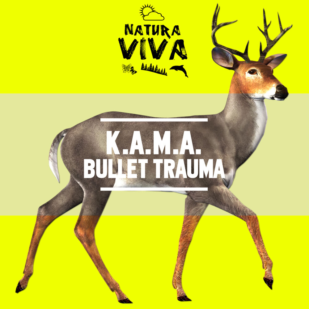 Picture of Bullet Trauma