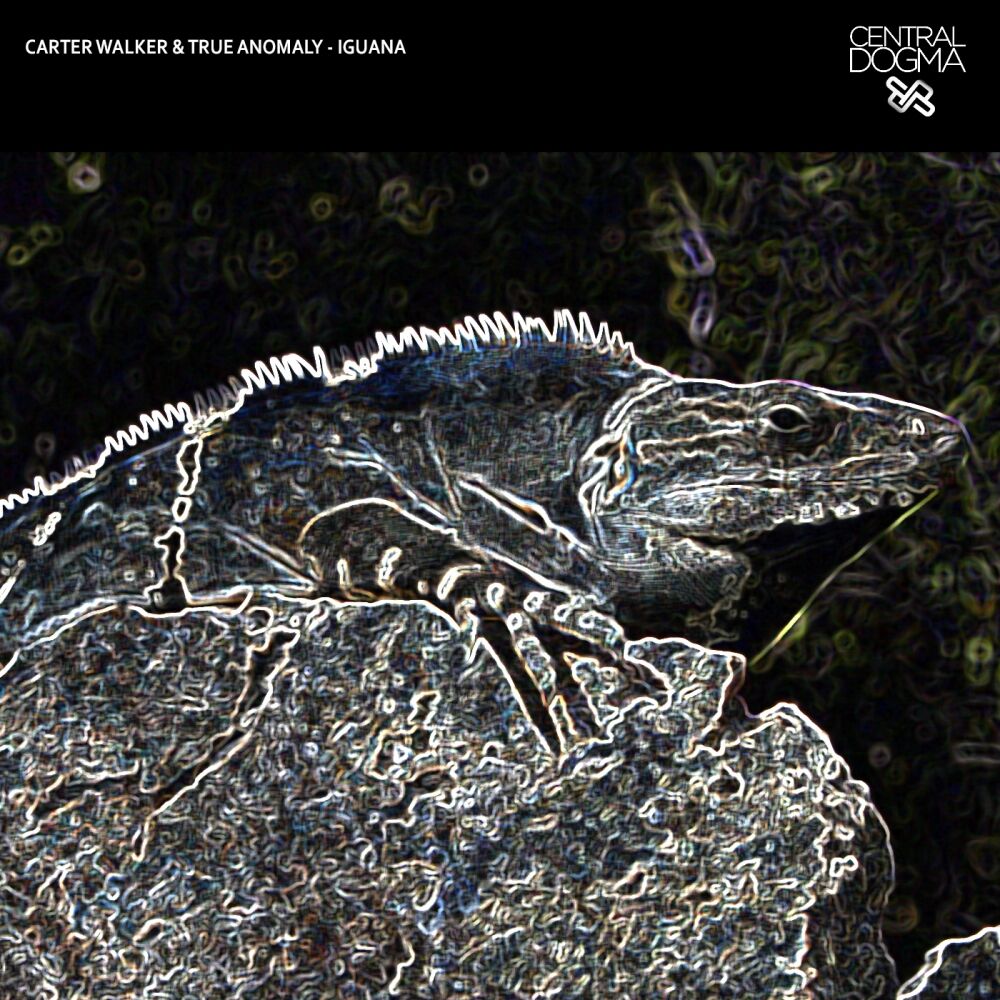 Picture of Iguana
