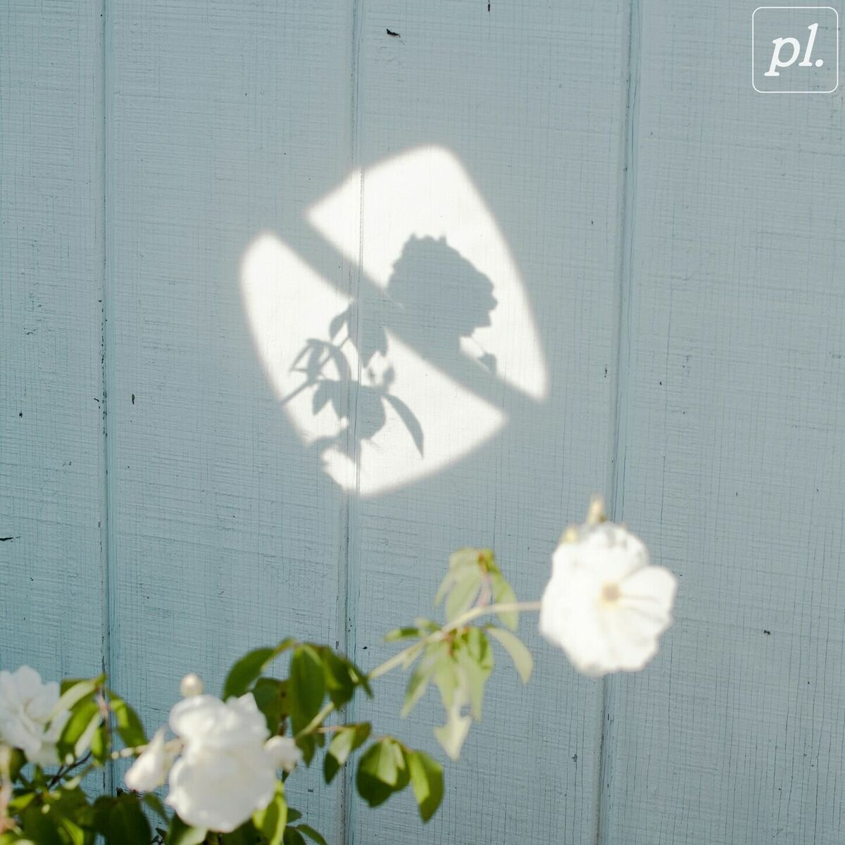 Album cover of lilies