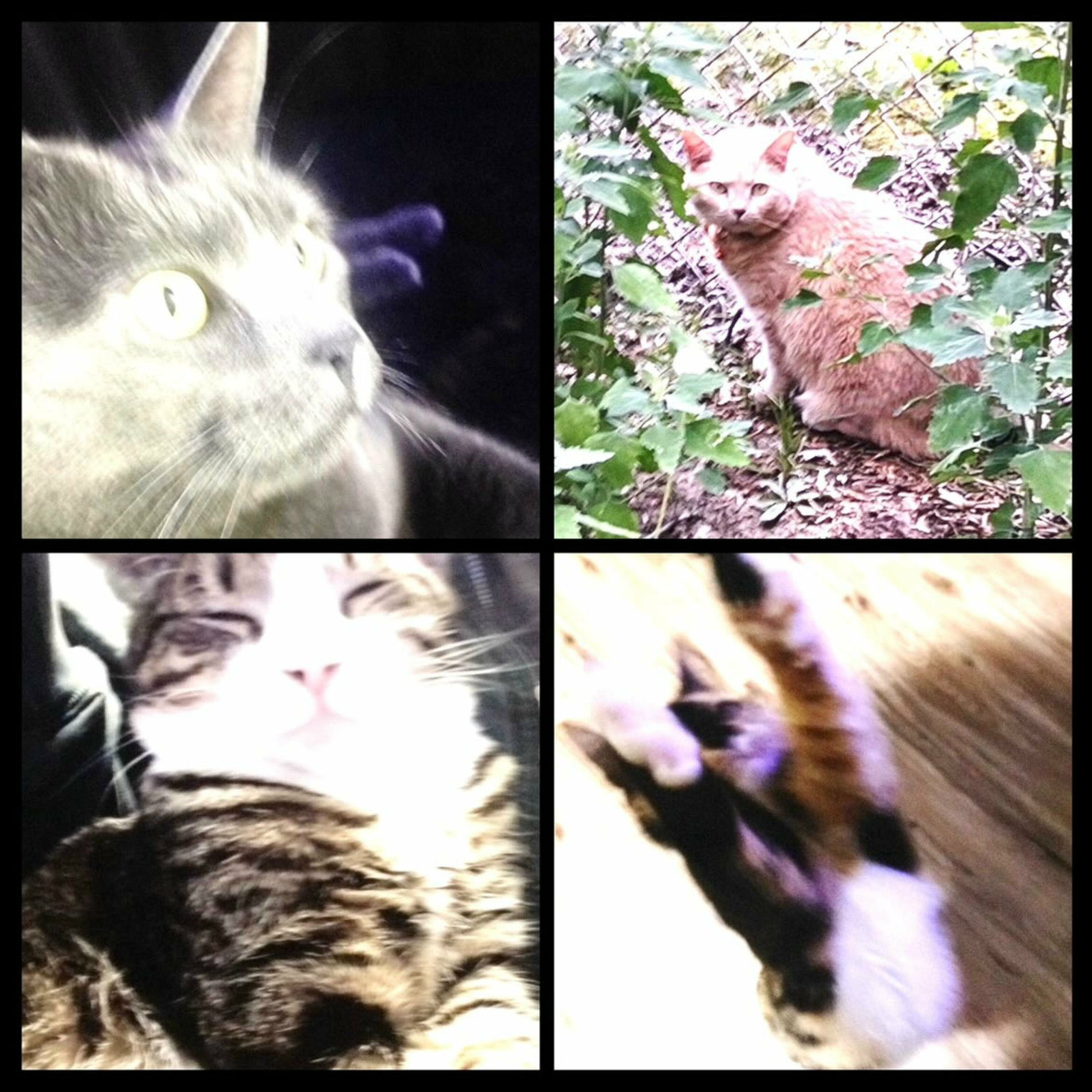 Album cover of Designer Cats