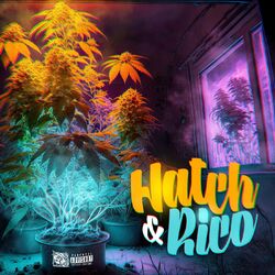 Cover of Hatch & Rico