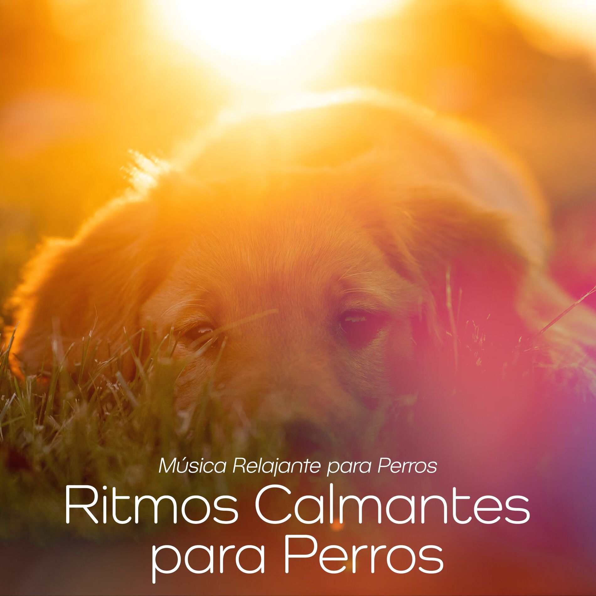 Album cover of Ritmos Calmantes para Perros