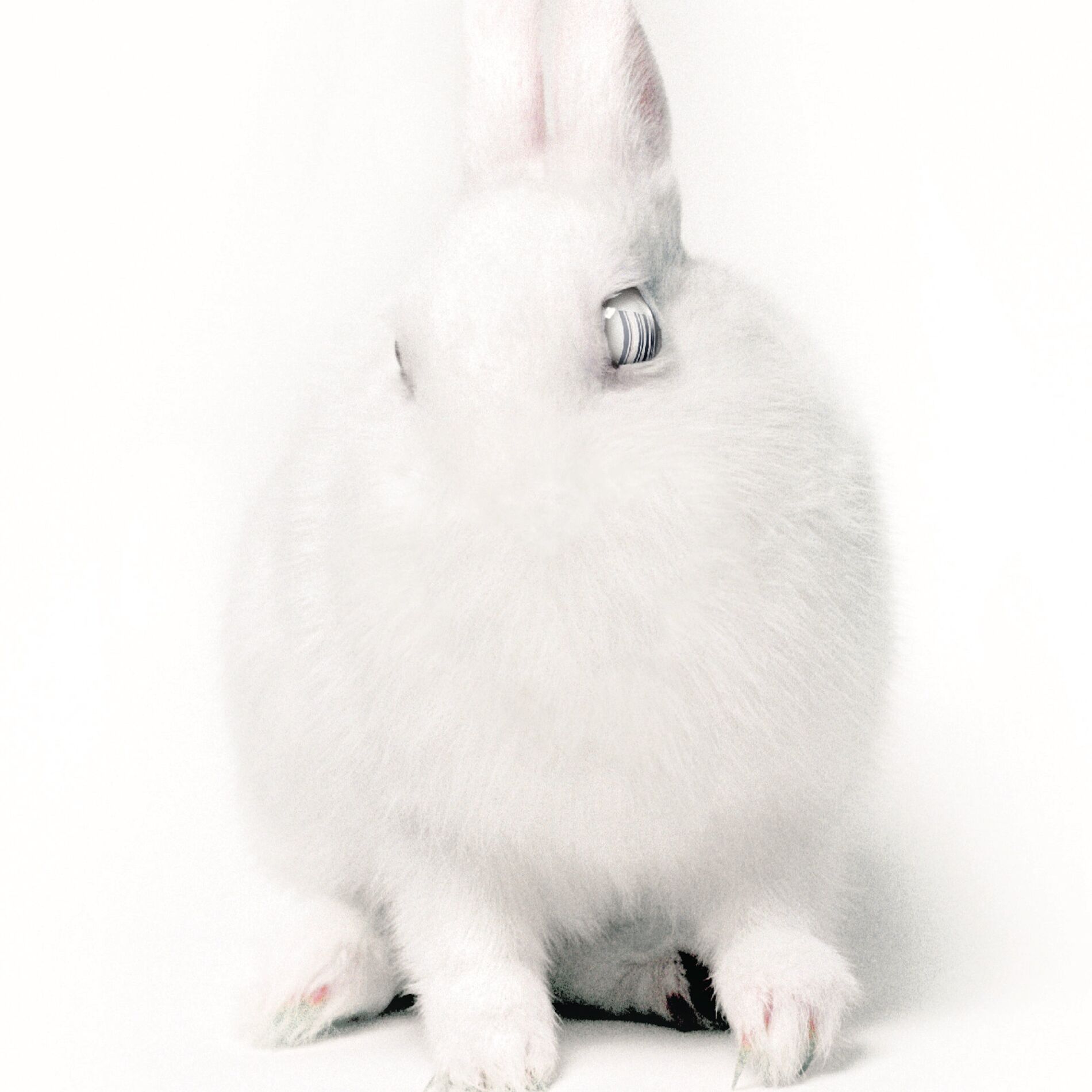 Album cover of White Lies