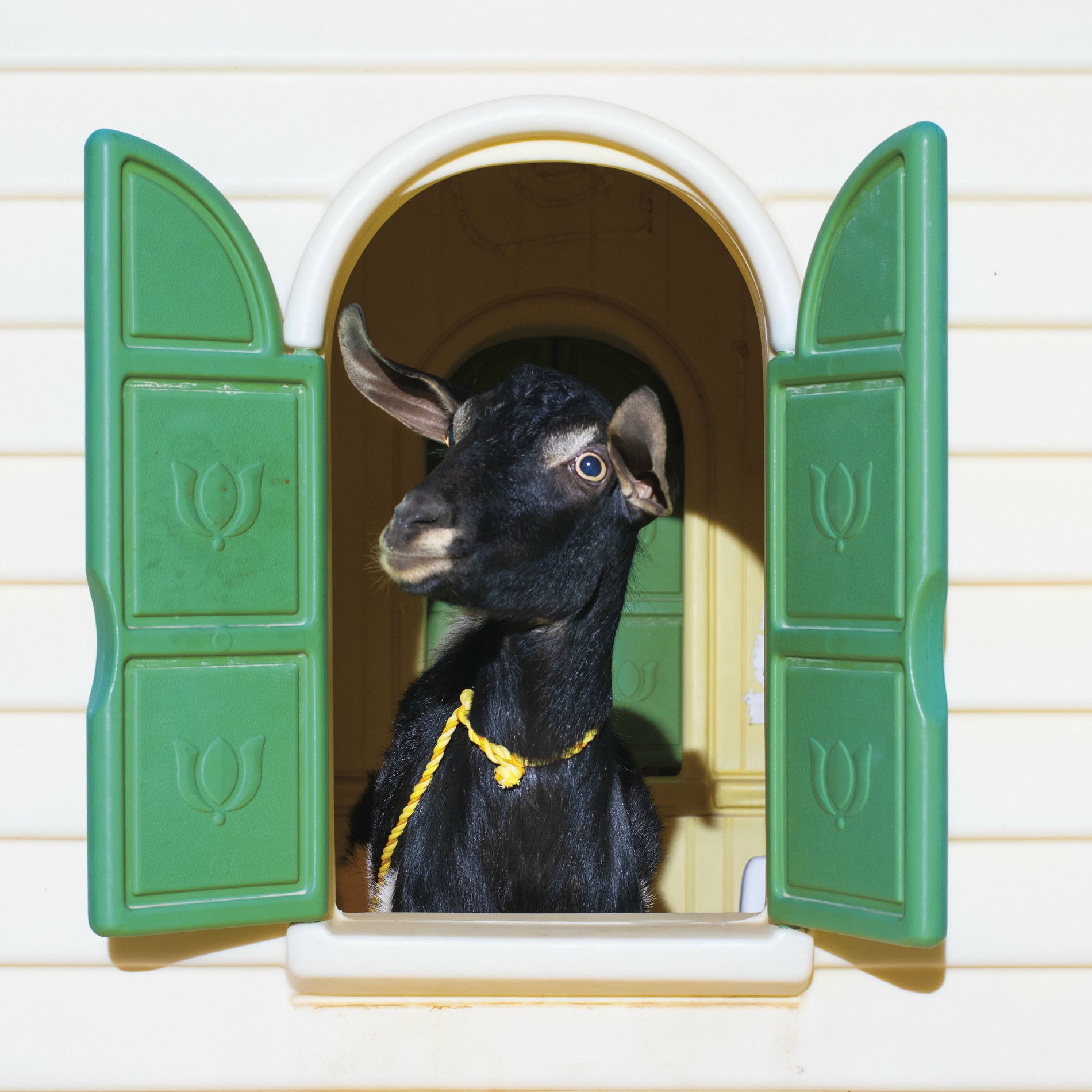 Album cover of Wild Loneliness