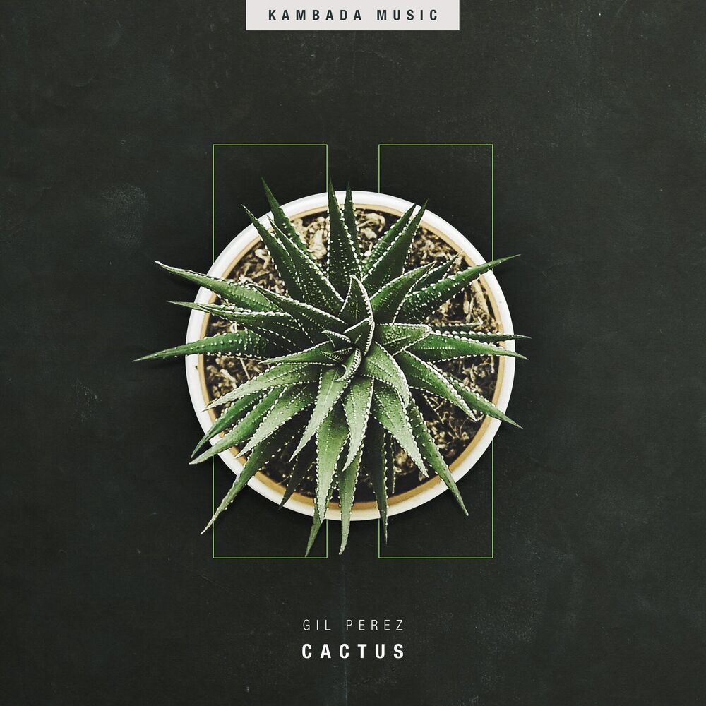 Picture of Cactus