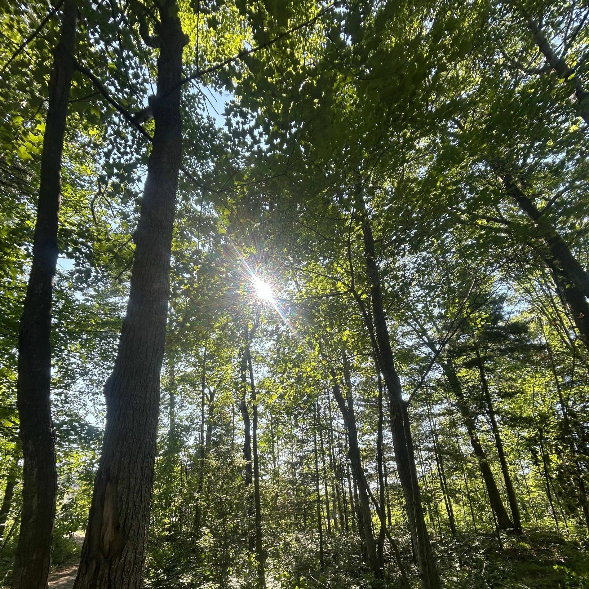 Album cover of Nature's Record (Beats)