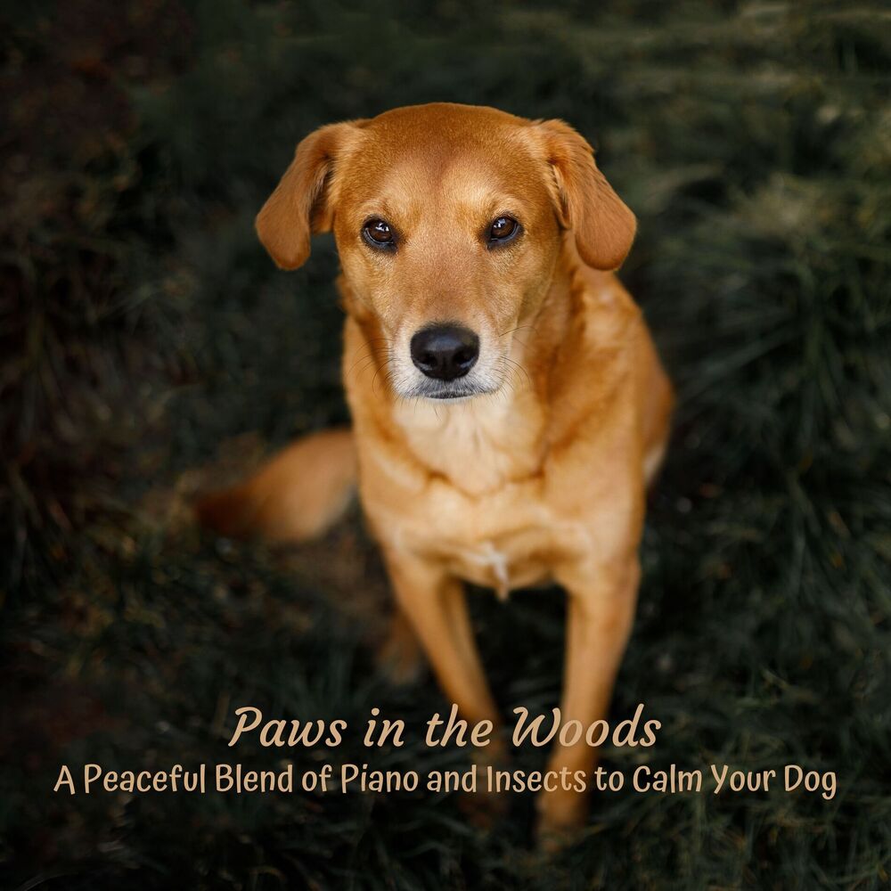 Picture of Paws in the Woods: A Peaceful Blend of Piano and Insects to Calm Your Dog