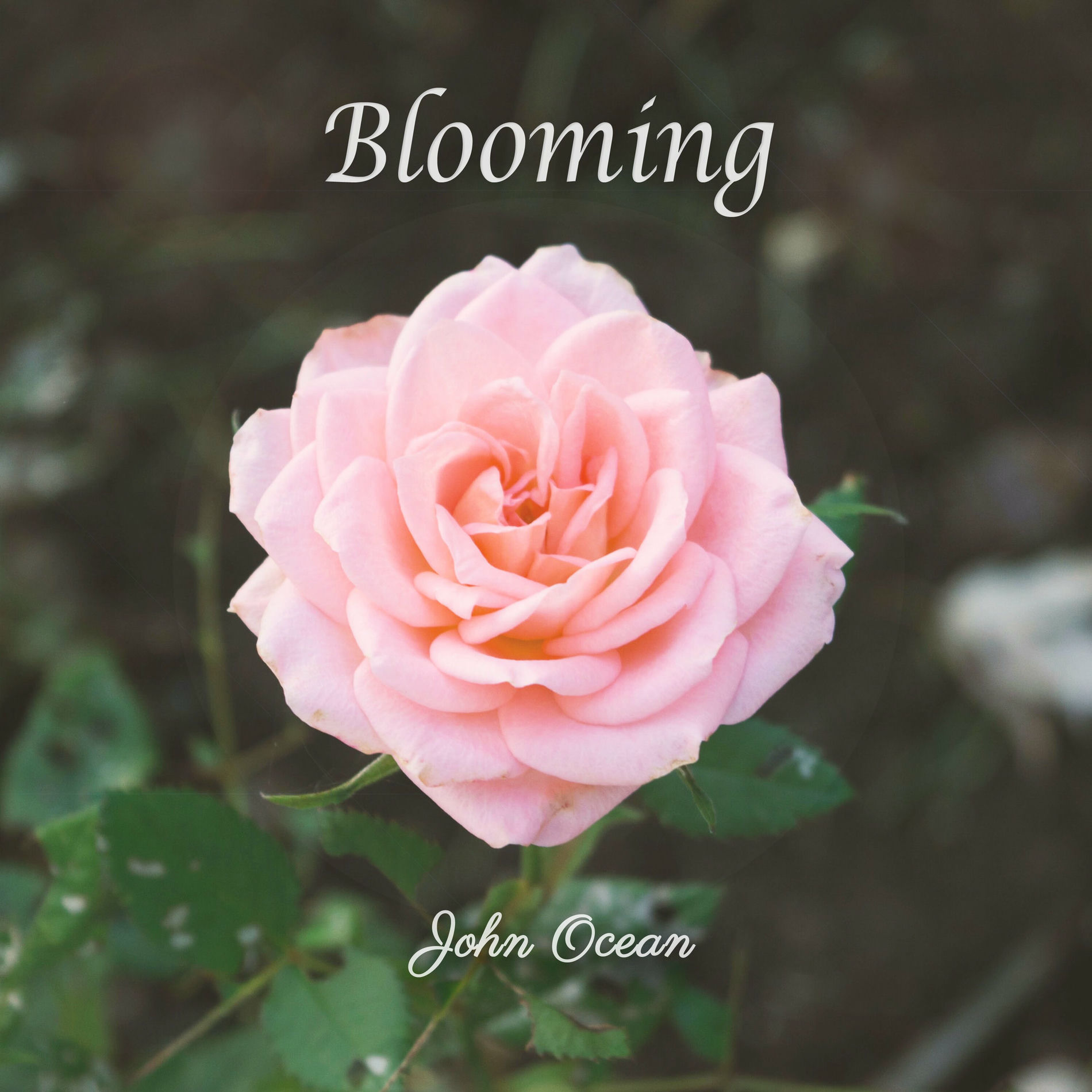 Album cover of Blooming