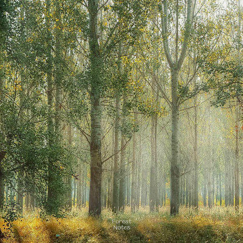 Eun A – Forest of Memories (Eun A X Forest Notes) – Single