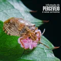 Dengue