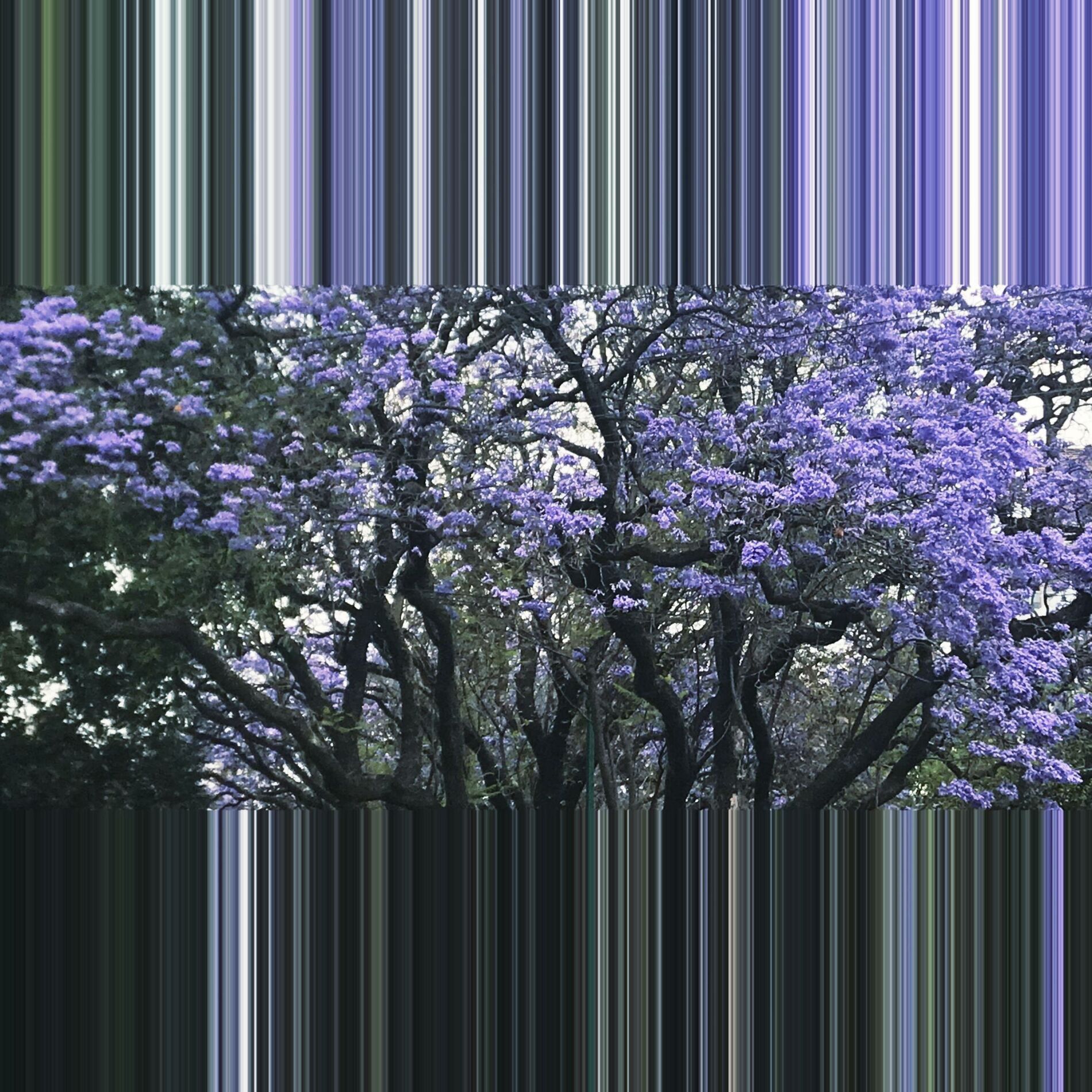 Album picture of Spring Siesta