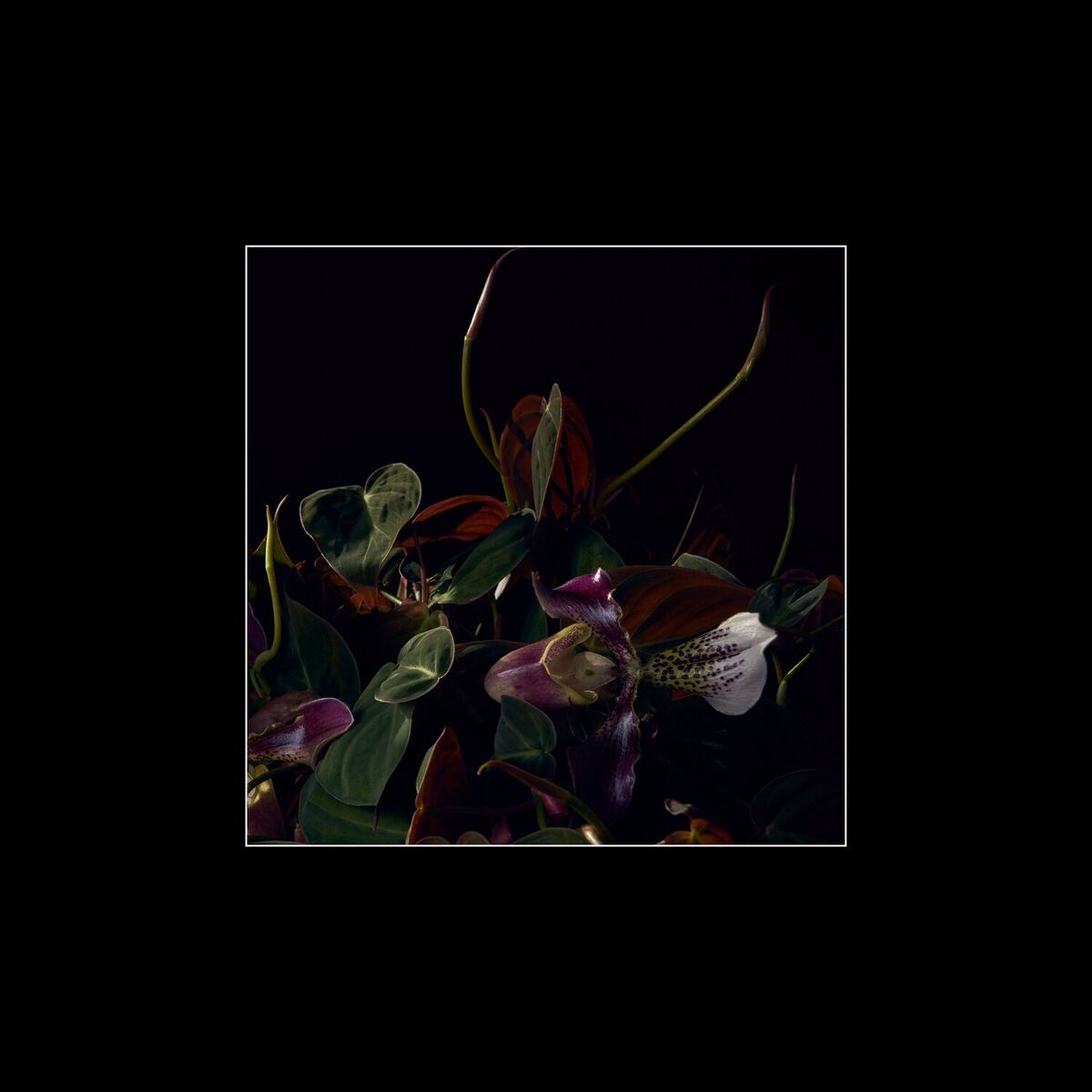 Album cover of Vetiver