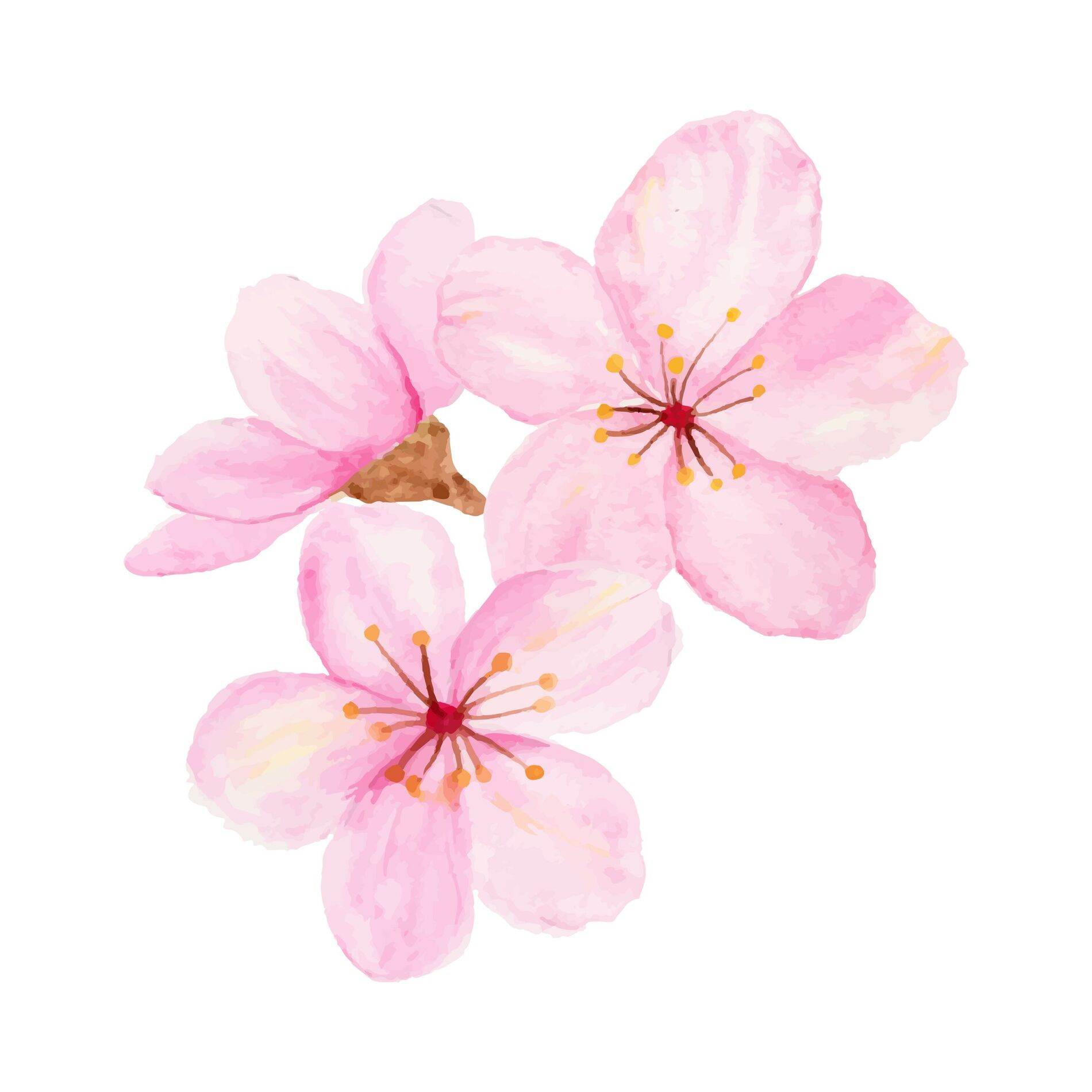 Album cover of Blossom