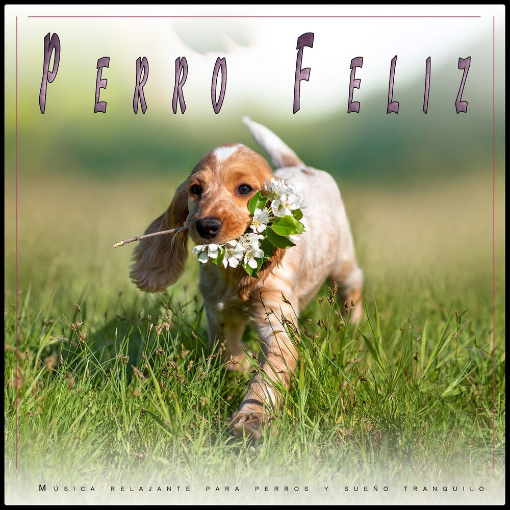 Picture of Perro Feliz: Música relajante para perros y sueño tranquilo