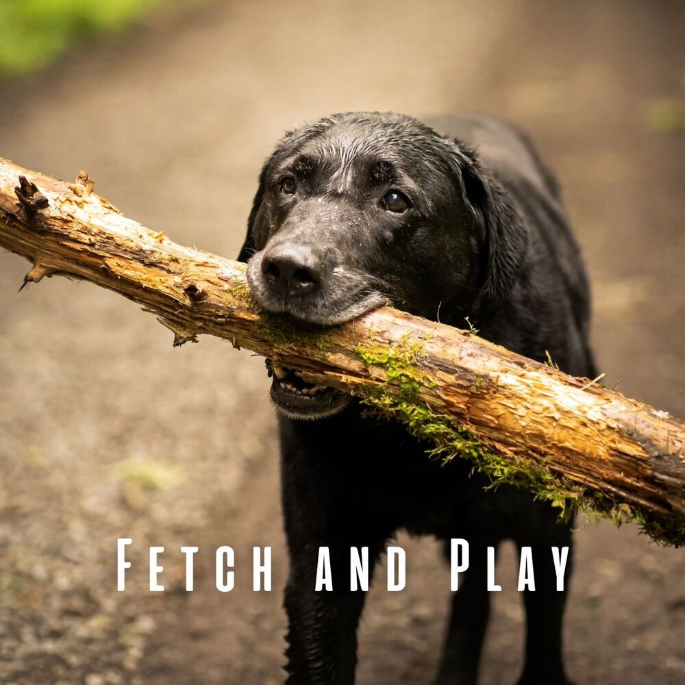 Picture of Fetch and Play: Chill Music for Dogs
