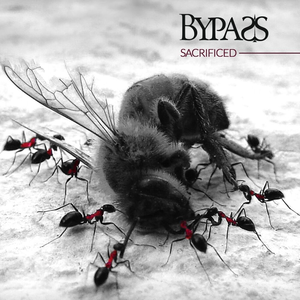 Picture of Sacrificed
