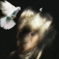 Cover of City Of Crows