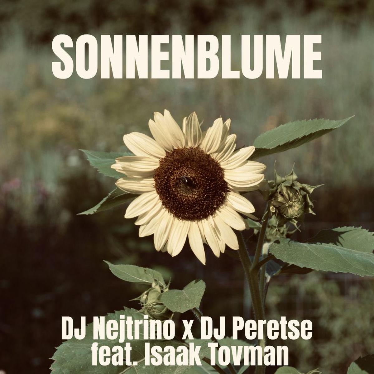 Album cover of Sonnenblume