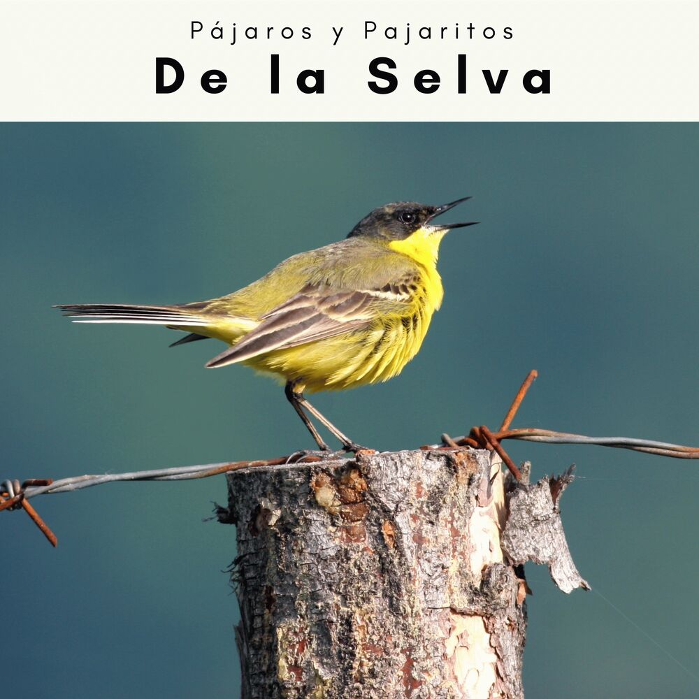 Picture of 2 0 2 2: De la Selva