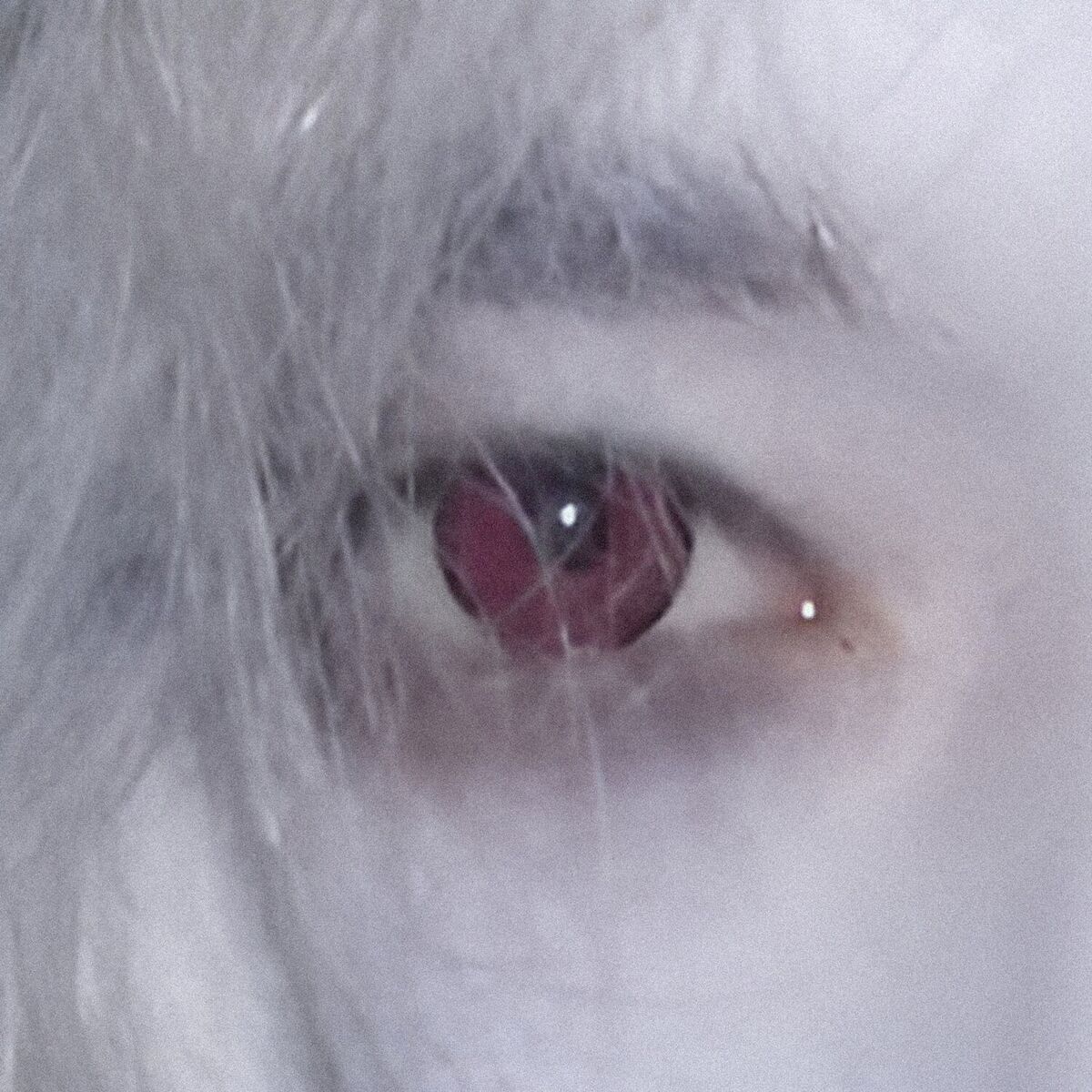 Album cover of vampirism