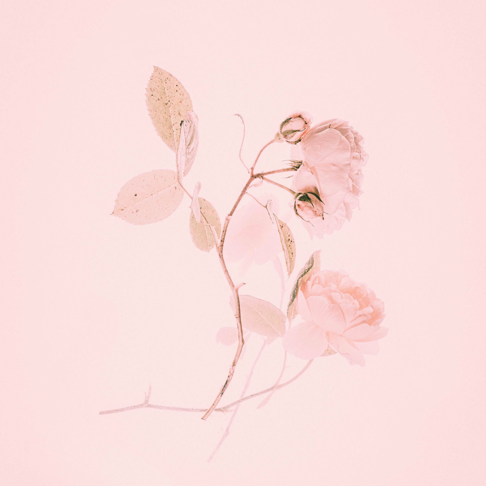 Album cover of BORN PINK Piano