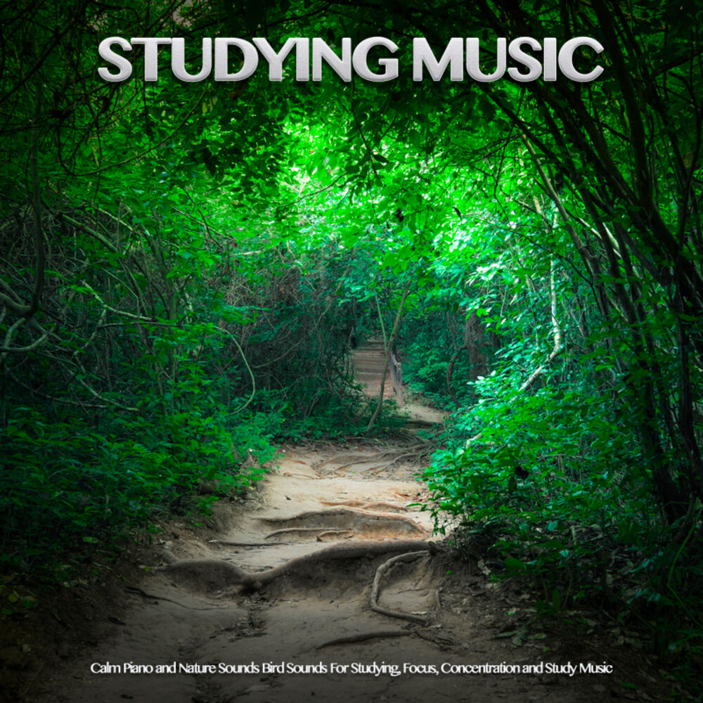 Picture of Studying Music: Calm Piano and Nature Sounds Bird Sounds For Studying, Focus, Concentration and Study Music