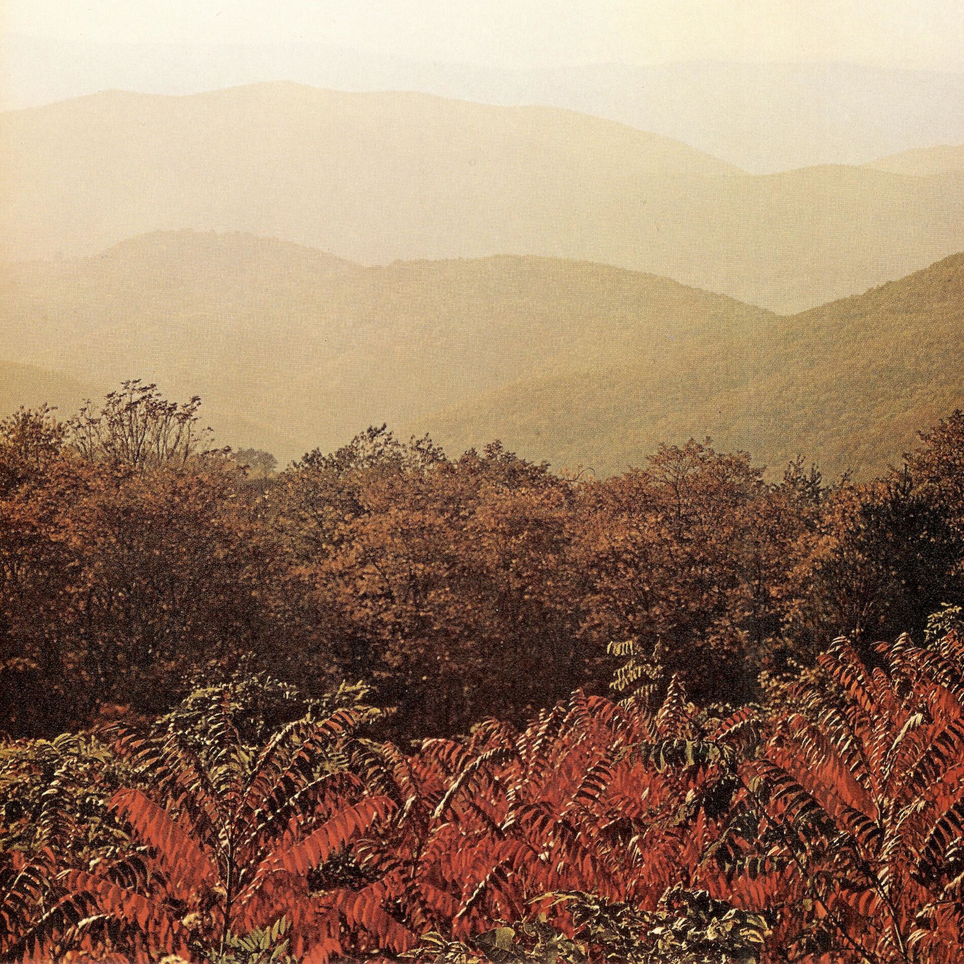 Album cover of Imaginary Softwoods (15 Year Anniversary Edition)