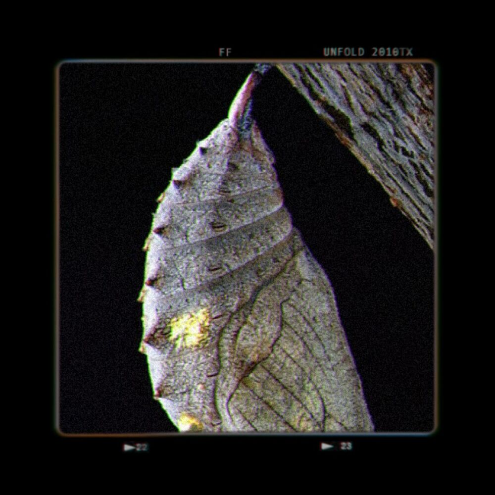Picture of Cocoon Phase