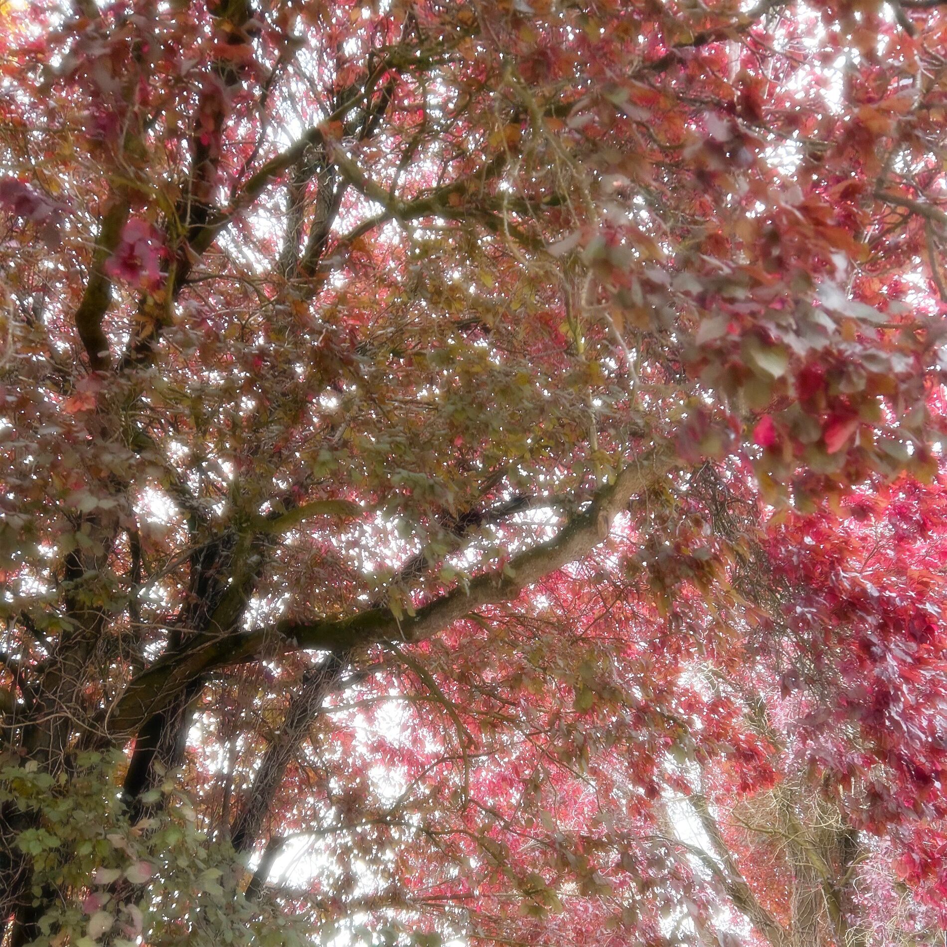 Album cover of sweater weather