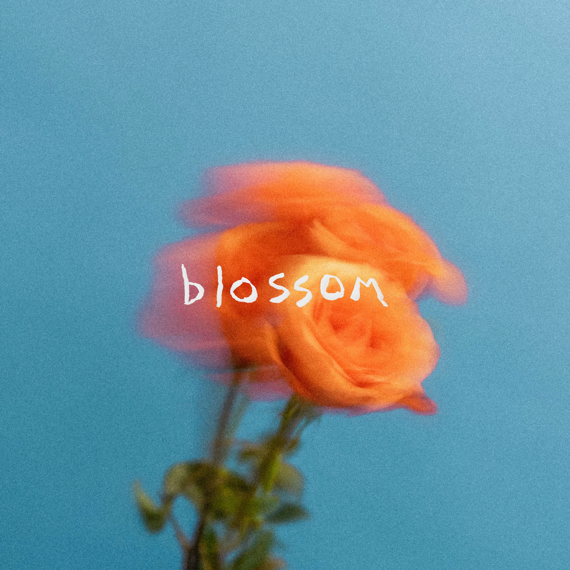 Album cover of Blossom