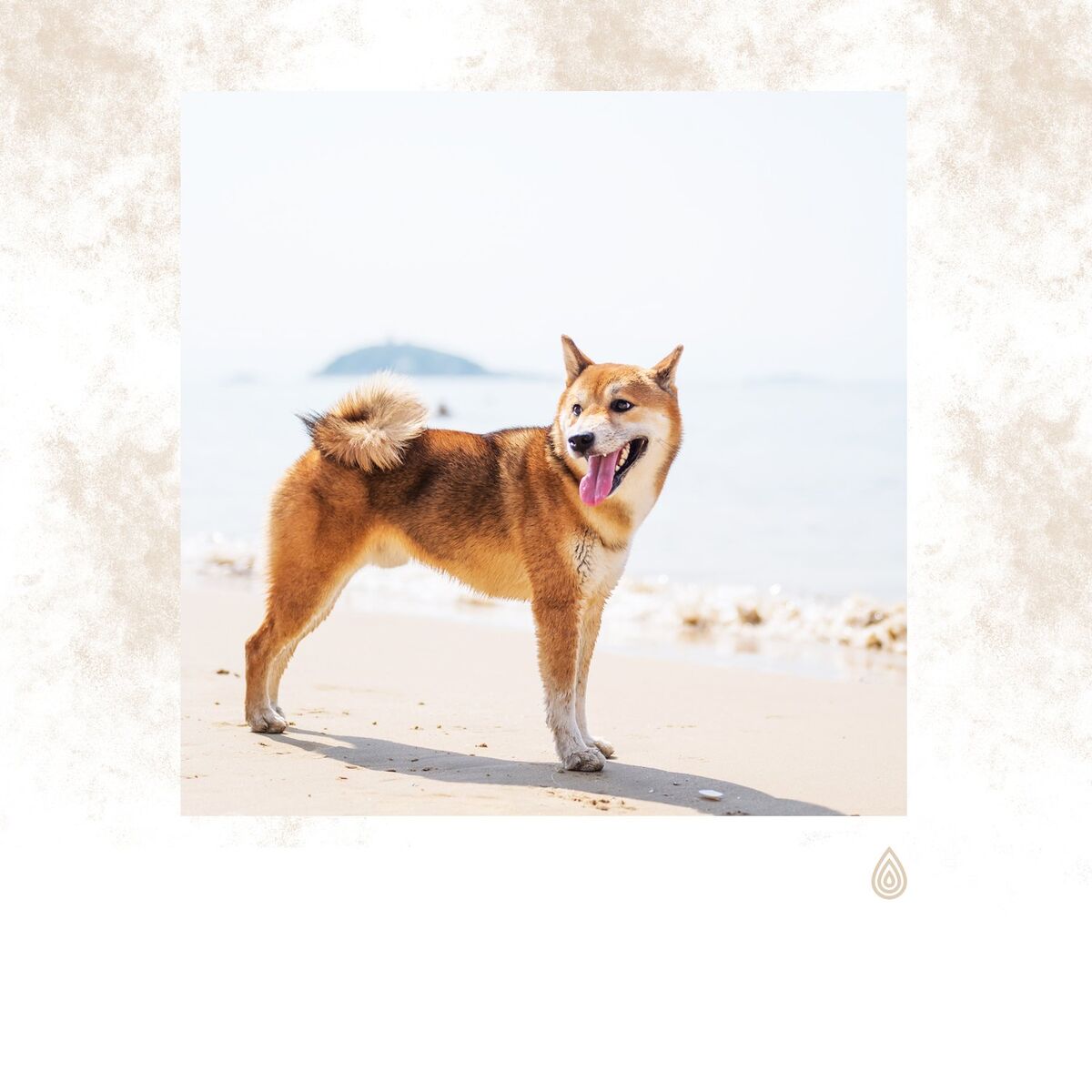 Album cover of La meilleure musique relaxante pour les chiens anxieux! Sons de l'océan