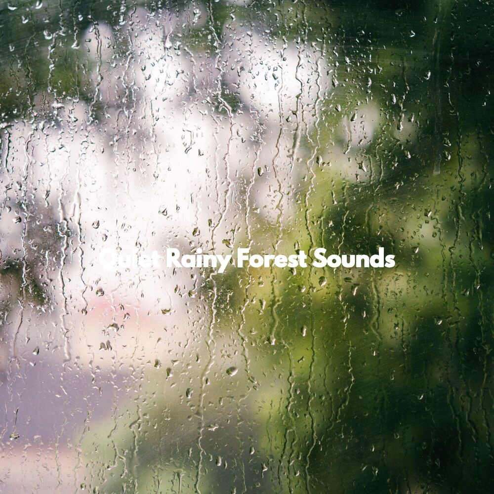 Picture of Quiet Rainy Forest Sounds