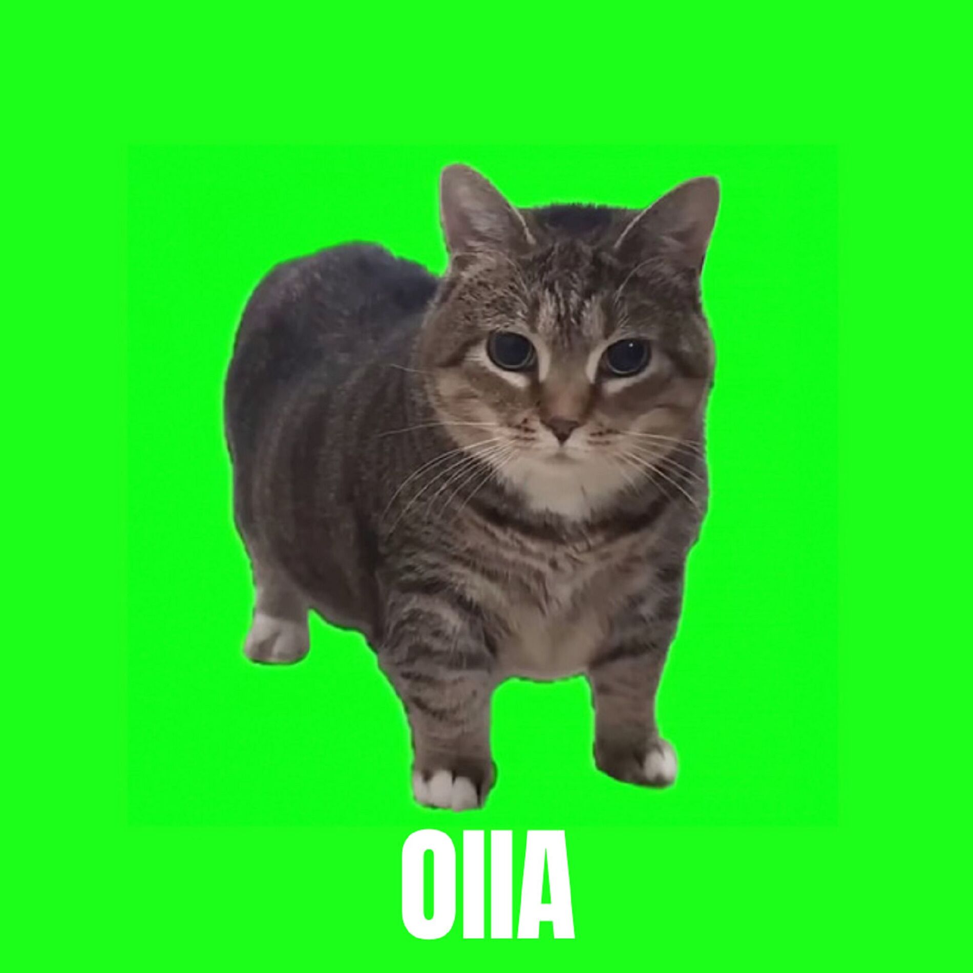 Album cover of OIIA OIIA