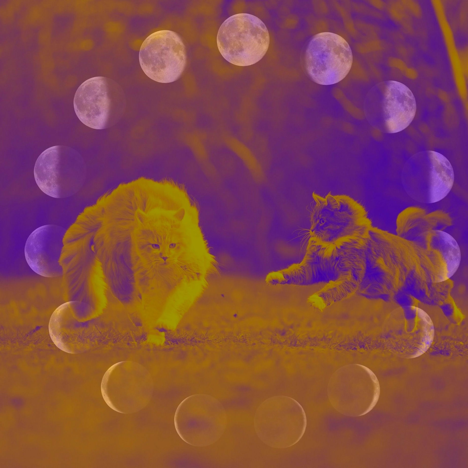 Album cover of Music - Cute Kittens