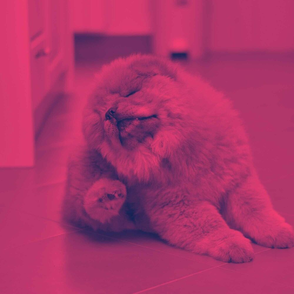 Picture of Bgm for Unwinding Pups