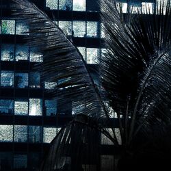 Cover of Palm Trs