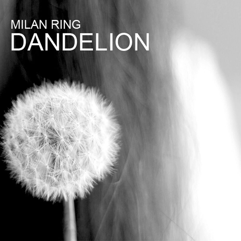 Picture of Dandelion