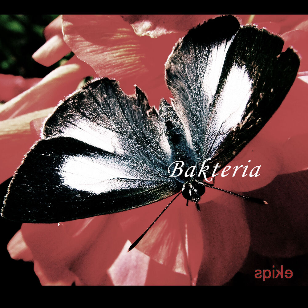 Picture of Bakteria