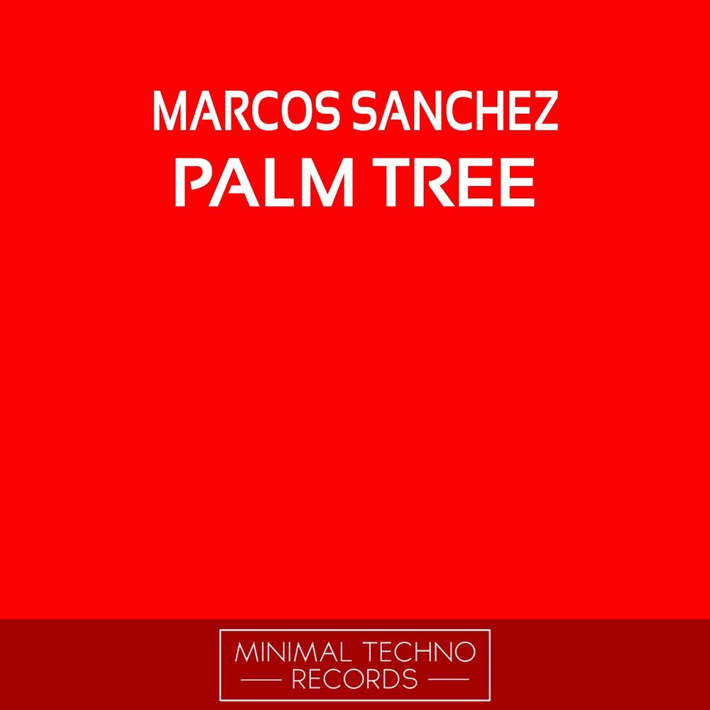 Picture of Palm Tree