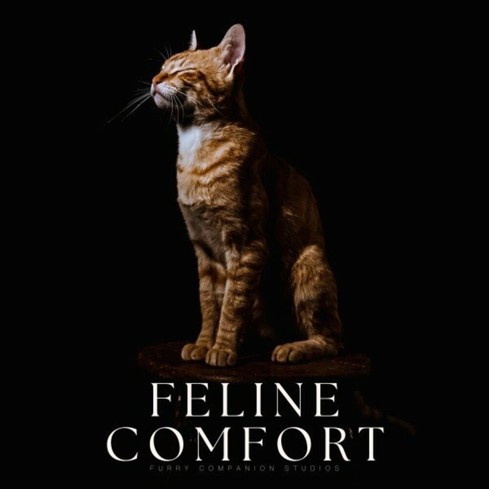 Picture of Feline Comfort