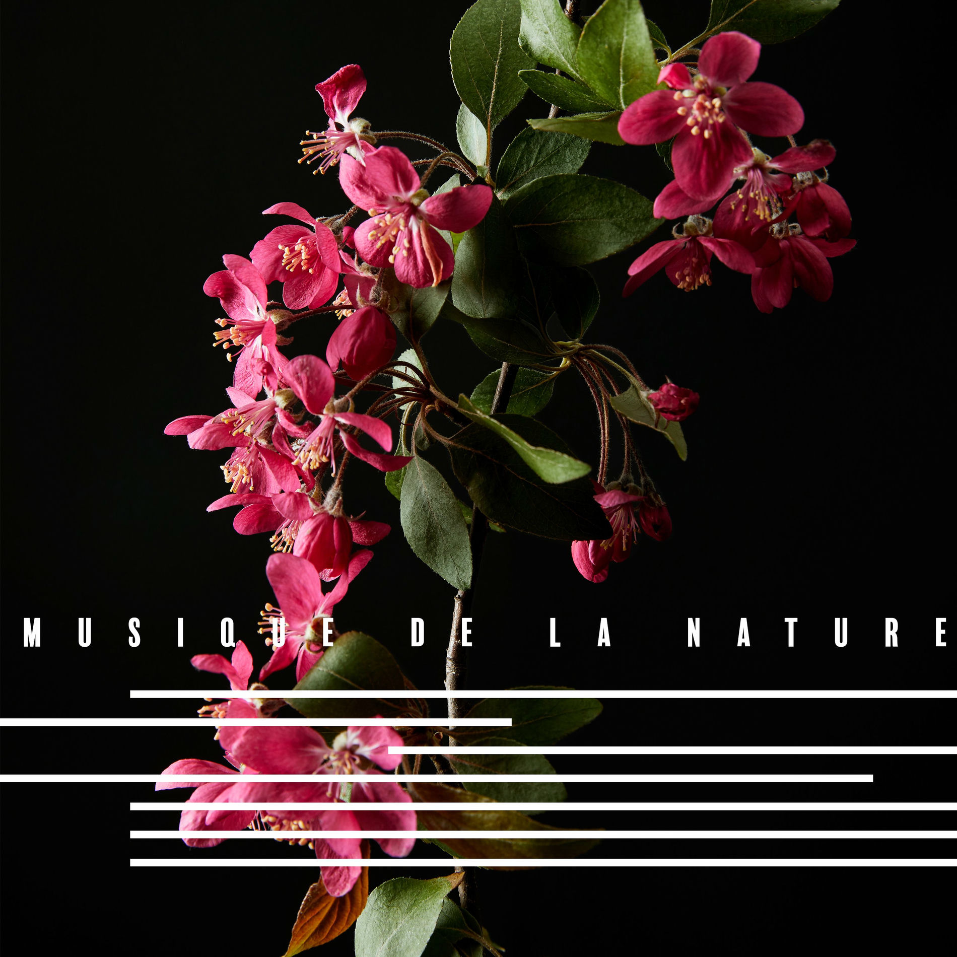 Album cover of Musique de la Nature. Aide à l'Apprentissage. Soulager la Tension Chez une Personne, Bonne Concentration, Bien – Être