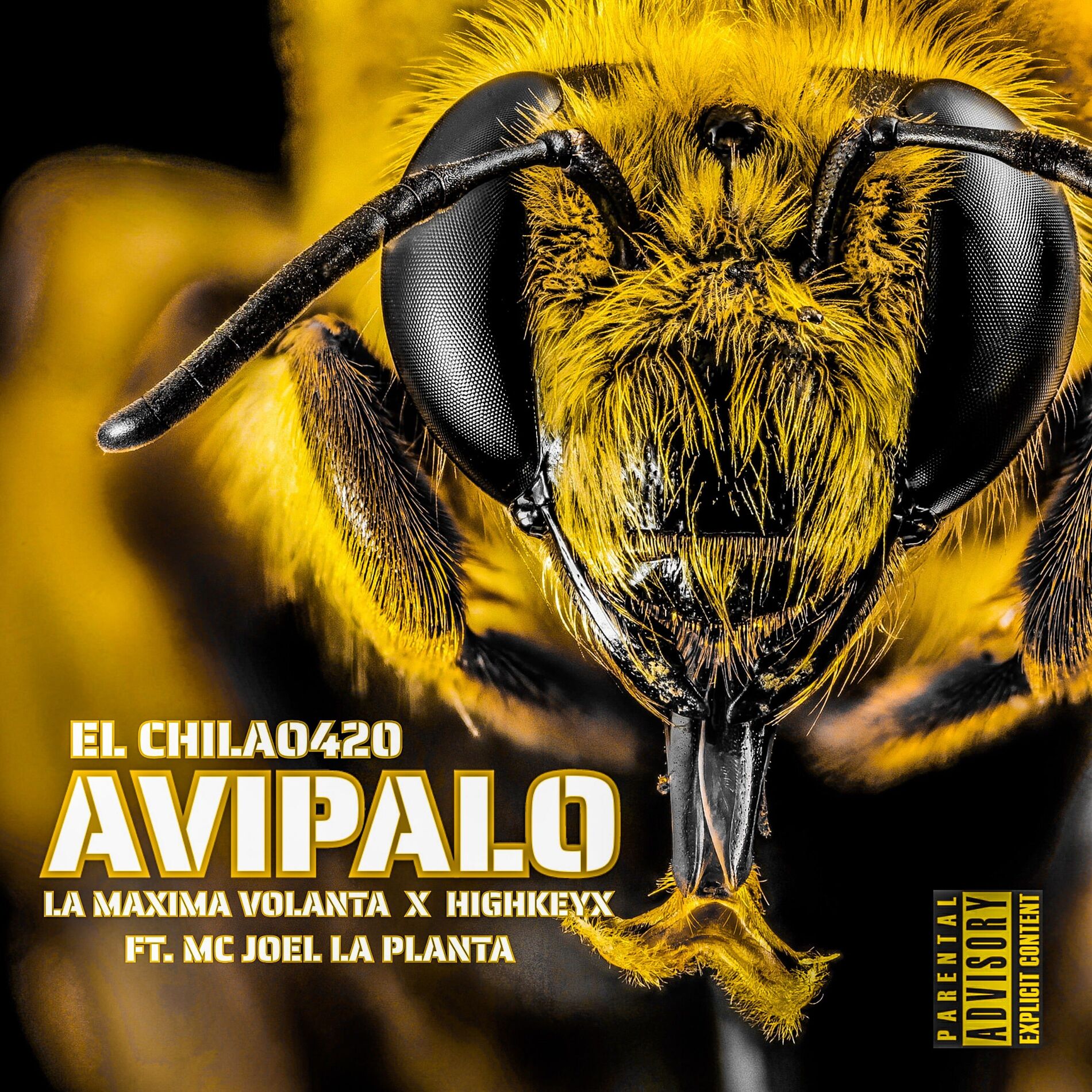 Album cover of Avipalo